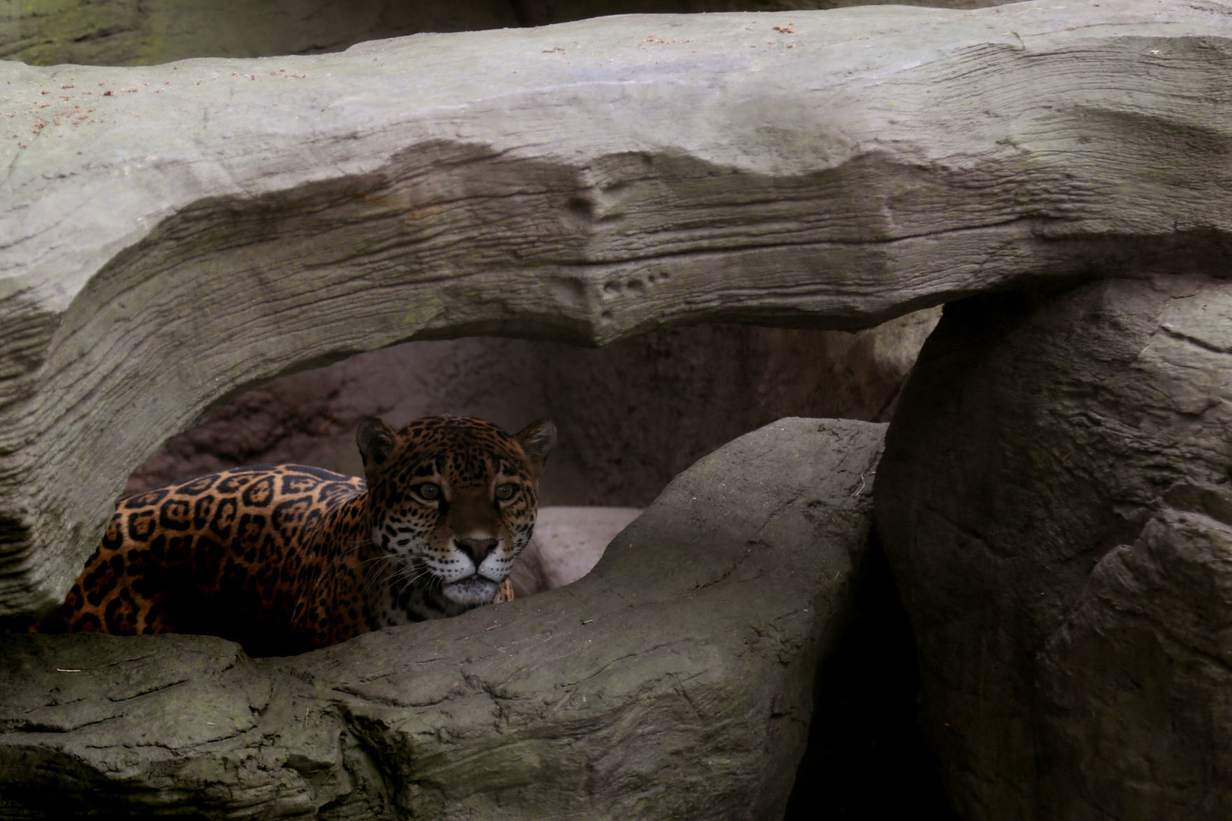 Meet Reid Park Zoo's new jaguar Bella